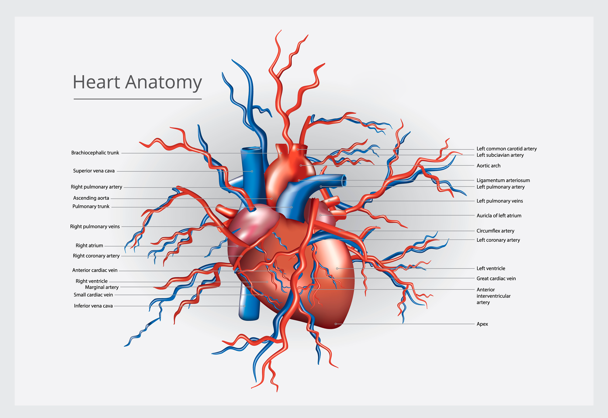 corazon anatomia